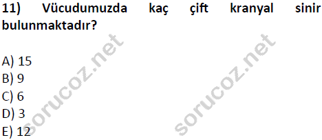 auzef cocukgelisimlisans 51 11