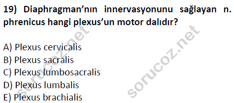 auzef cocukgelisimlisans 51 19