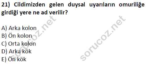 auzef cocukgelisimlisans 51 21