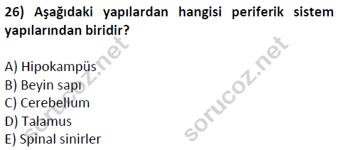 auzef cocukgelisimlisans 51 26