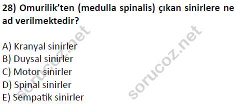 auzef cocukgelisimlisans 51 28