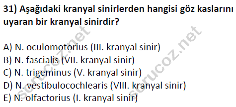 auzef cocukgelisimlisans 51 31