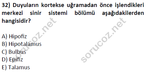 auzef cocukgelisimlisans 51 32