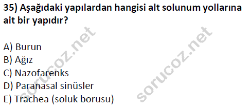 auzef cocukgelisimlisans 51 35