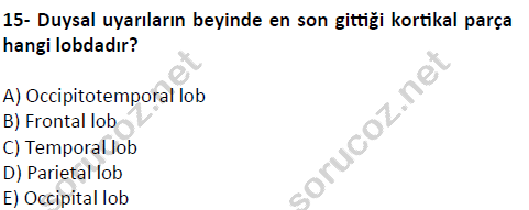 auzef cocukgelisimlisans 51 15