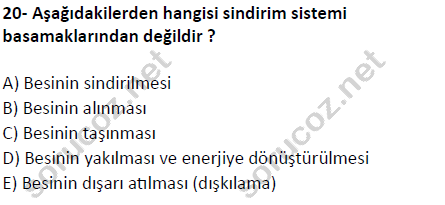 auzef cocukgelisimlisans 51 20