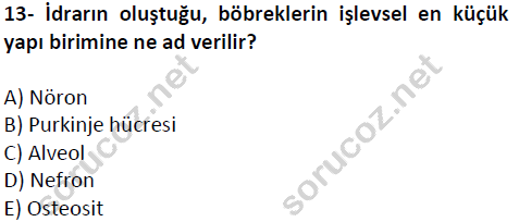 auzef cocukgelisimlisans 51 13