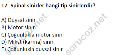 auzef cocukgelisimlisans 51 17