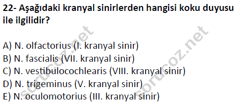 auzef cocukgelisimlisans 51 22