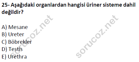 auzef cocukgelisimlisans 51 25