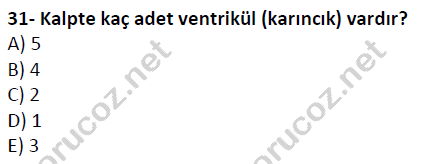 auzef cocukgelisimlisans 51 31