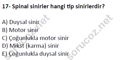 auzef cocukgelisimlisans 51 17