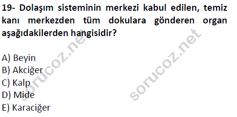 auzef cocukgelisimlisans 51 19