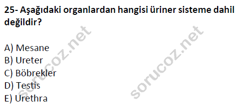 auzef cocukgelisimlisans 51 25