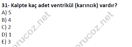 auzef cocukgelisimlisans 51 31