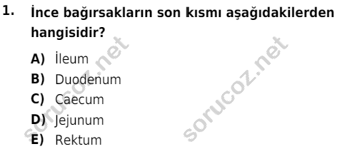 auzef cocukgelisimlisans 51 1