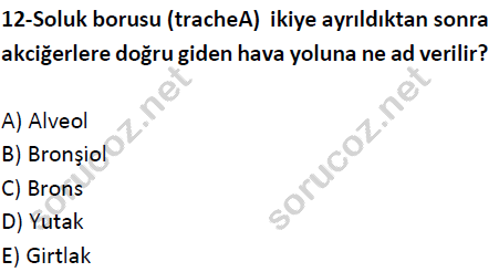 auzef cocukgelisimlisans 51 12