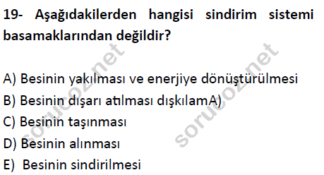 auzef cocukgelisimlisans 51 19