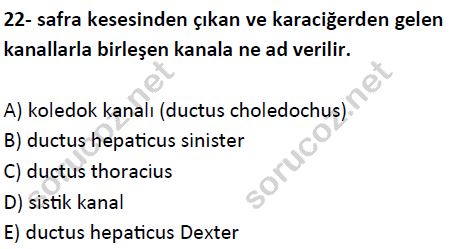 auzef cocukgelisimlisans 51 22