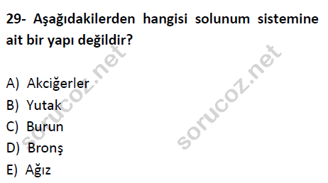 auzef cocukgelisimlisans 51 29