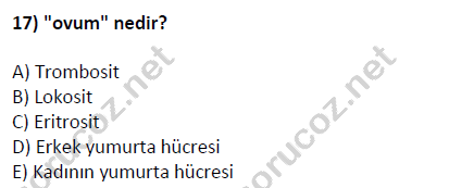 auzef cocukgelisimlisans 51 17