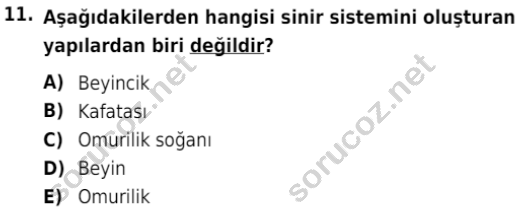 auzef cocukgelisimlisans 80 11