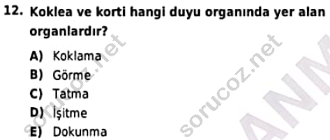 auzef cocukgelisimlisans 97 12