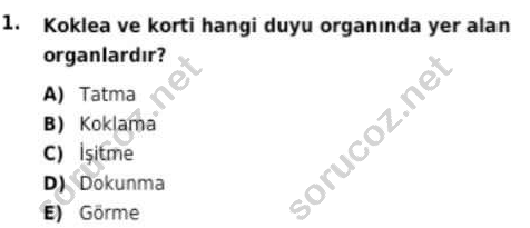 auzef cocukgelisimlisans 97 1