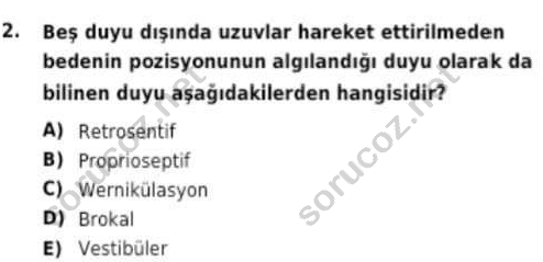 auzef cocukgelisimlisans 97 2