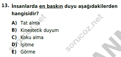 auzef cocukgelisimlisans 54 13