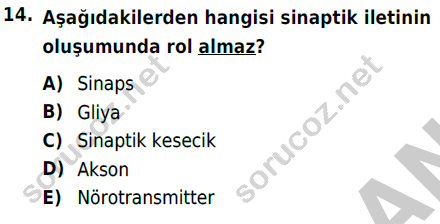 auzef 003333