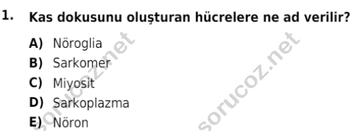 auzef isglisans 342 1