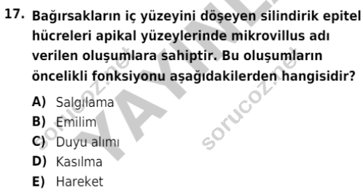 auzef isglisans 342 17