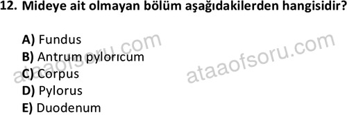 ata cocukgelisimlisans 1445 12