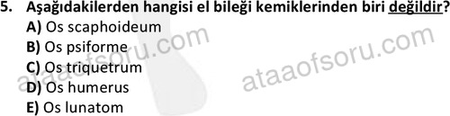 ata cocukgelisimlisans 1445 5