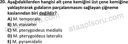 ata cocukgelisimlisans 1445 20