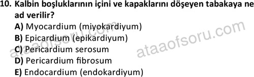 ata cocukgelisimlisans 1445 10
