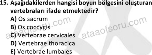 ata cocukgelisimlisans 1445 15