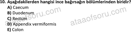 ata cocukgelisimlisans 1445 10