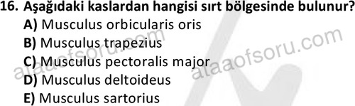ata cocukgelisimlisans 1445 16