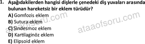 ata egzersizvespor 1545 1