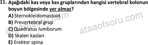 ata egzersizvespor 1545 11