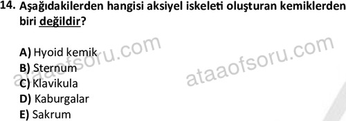 ata egzersizvespor 1545 14