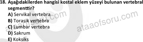 ata egzersizvespor 1545 18