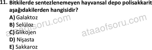 ata egzersizvespor 1555 11