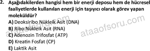 ata egzersizvespor 1555 2