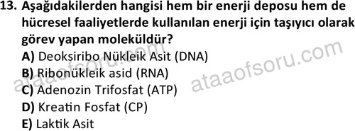 ata egzersizvespor 1555 13