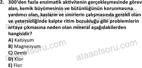 ata egzersizvespor 1555 2