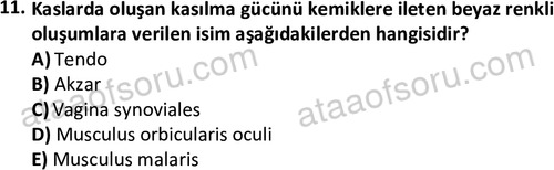 ata laborantvet 1948 11