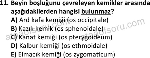 ata laborantvet 1948 11